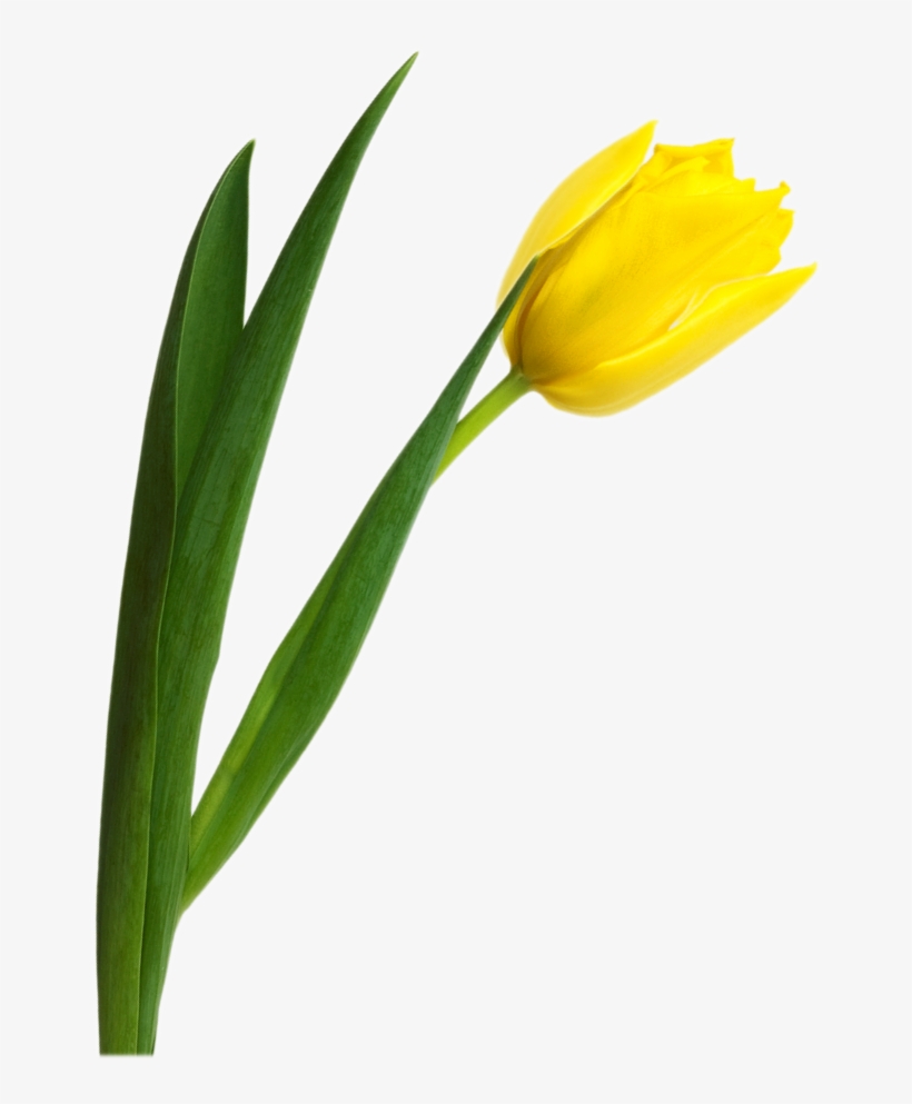 Yellow Tulip Png, transparent png #2178288