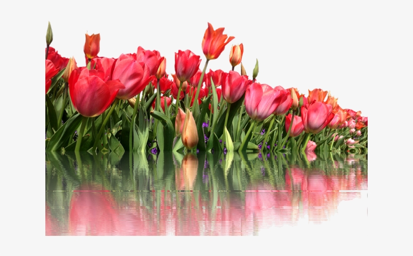 Tulip Png Transparent Images - One Line A Day: My Journey With Parkinson's, transparent png #2178404