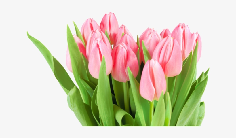 Flowers For Women's Day, transparent png #2178453