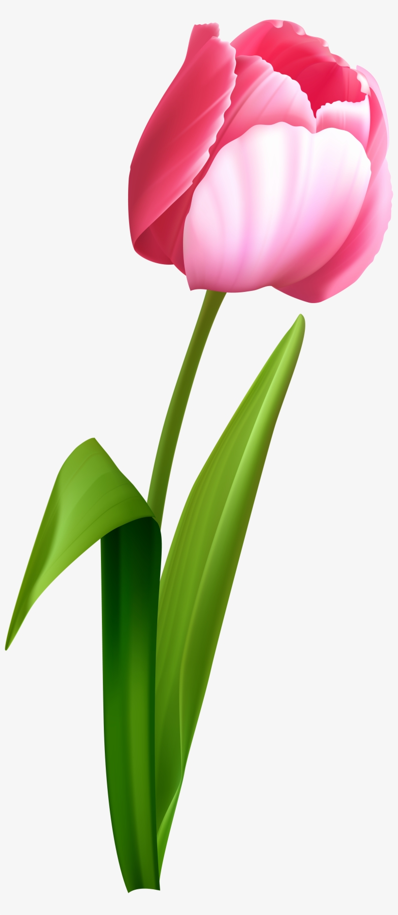 Transparent Pink Roses Bouquet Png Clipart Picture - Transparent Background Tulip Clip Art, transparent png #2178514