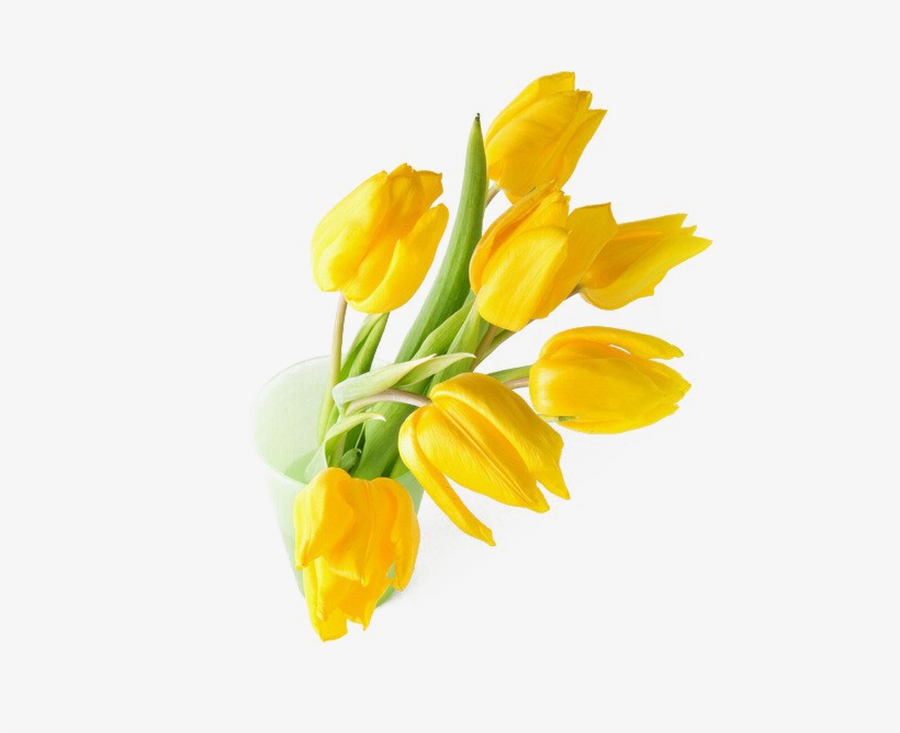 Yellow Tulip Png Transparent Image - Portable Network Graphics, transparent png #2178638