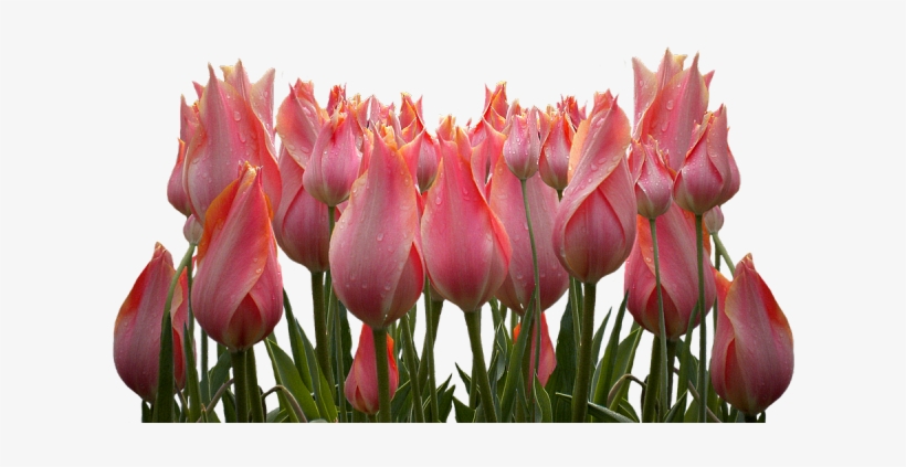 Tulip, transparent png #2178747
