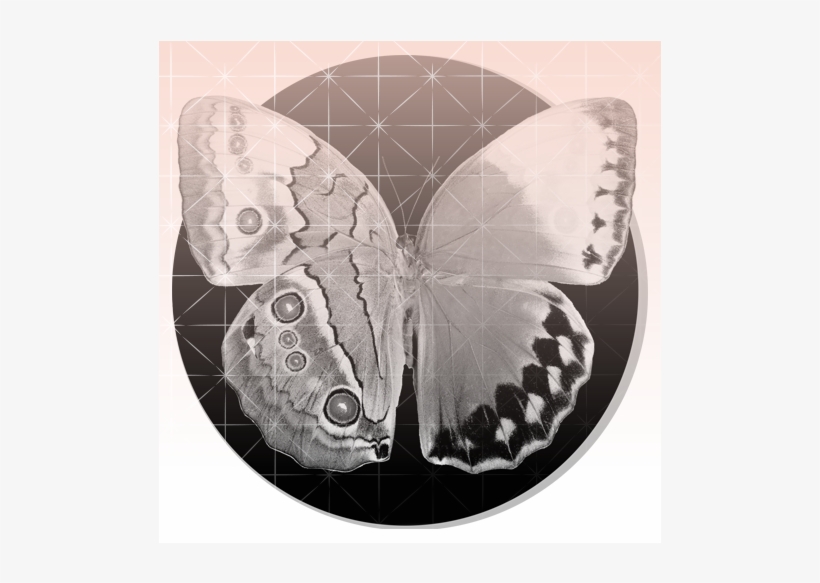 Read More - Moth, transparent png #2179231