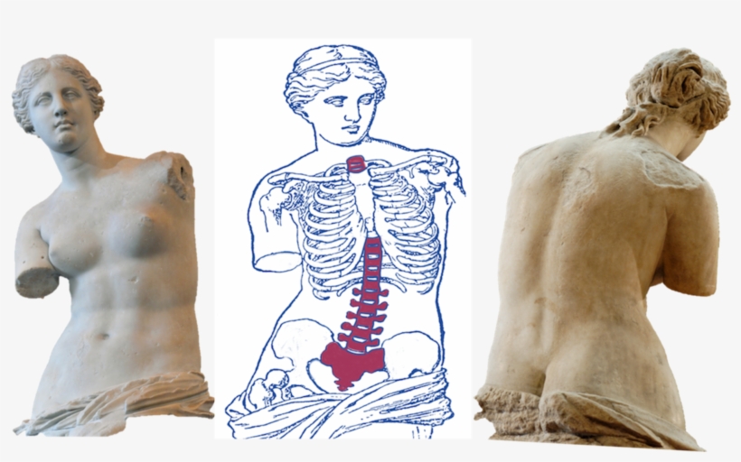 Anterior View Of The Venus De Milo - Bone Health And Osteoporosis: A Report, transparent png #2180646