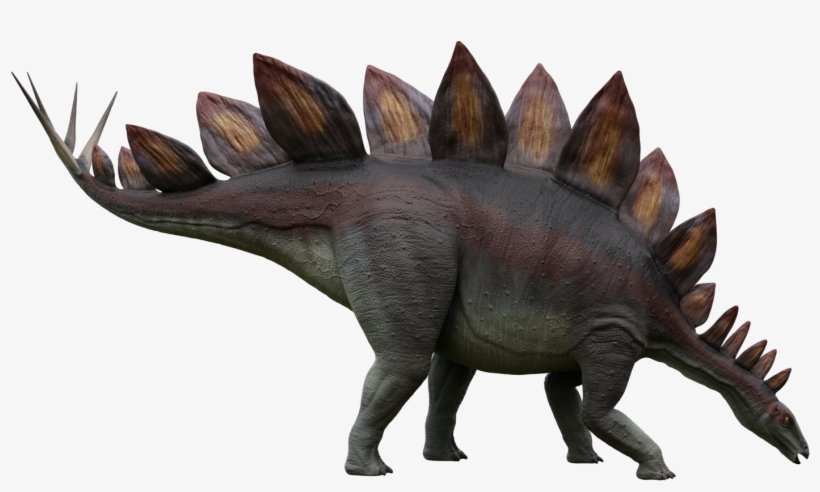 Stegosaurus, transparent png #2181282