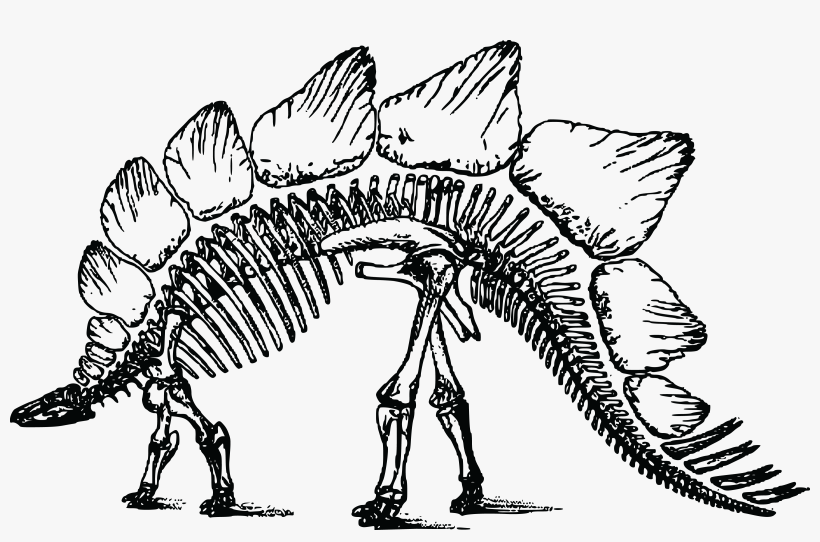This Free Icons Png Design Of Stegosaurus Skeleton, transparent png #2181399