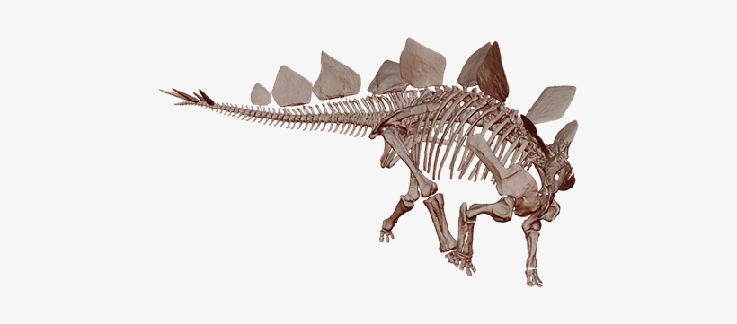 Skull, transparent png #2181829