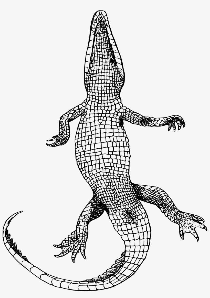 This Free Icons Png Design Of Gator Bottom, transparent png #2182464