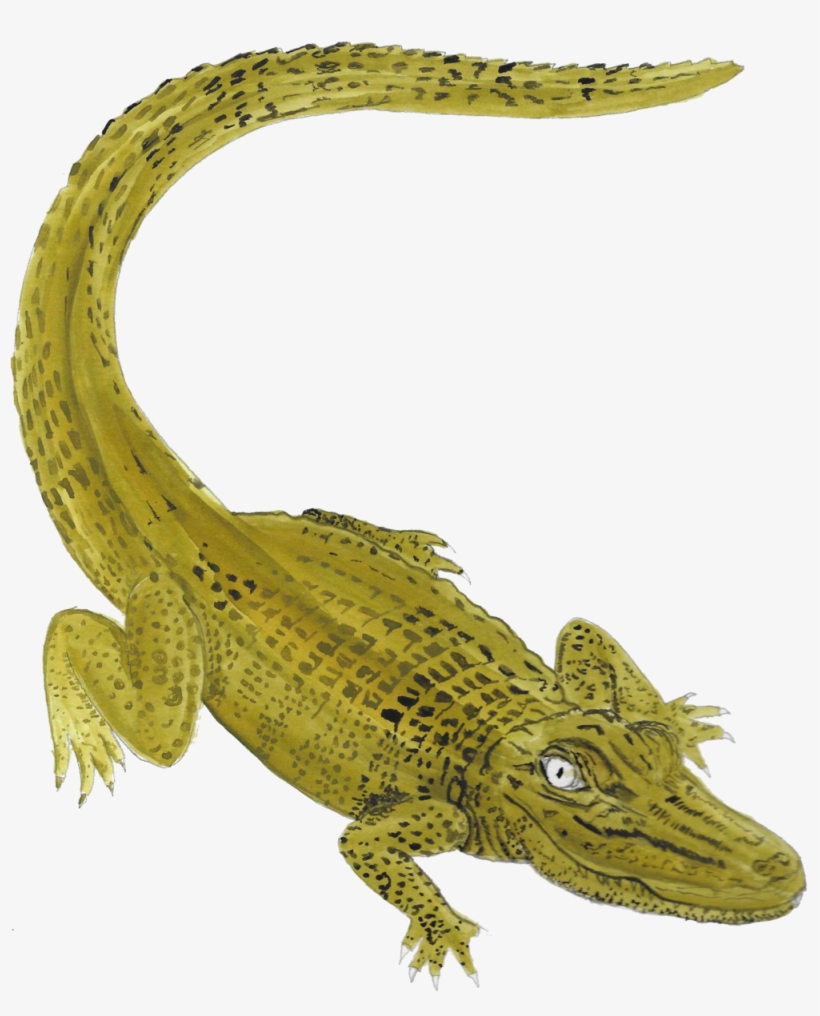 Icon-gator - Nile Crocodile, transparent png #2182489