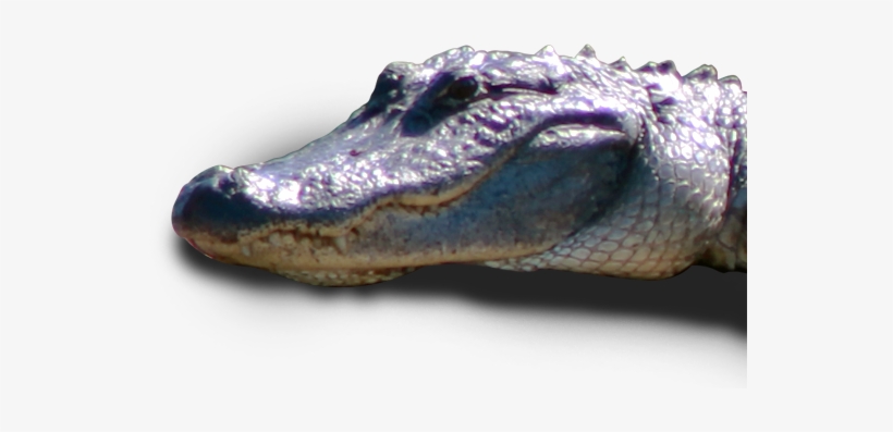 American Crocodile, transparent png #2182694