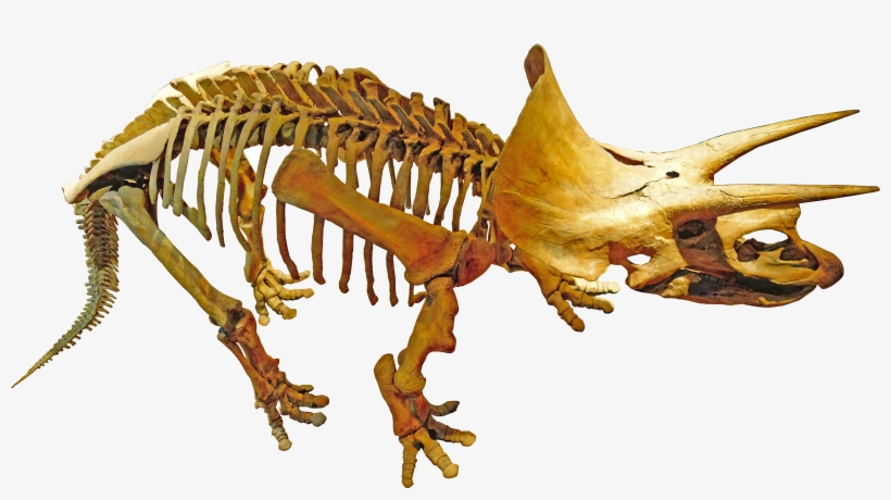 Triceratops Royal Tyrrell - Triceratops, transparent png #2182869