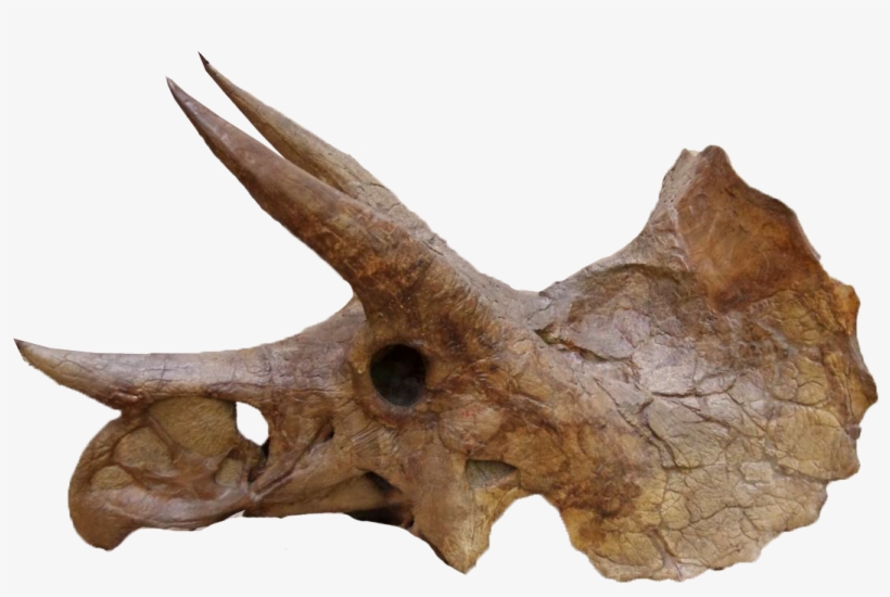 Yale Peabody Triceratops 004trp - Ypm 1822, transparent png #2182900