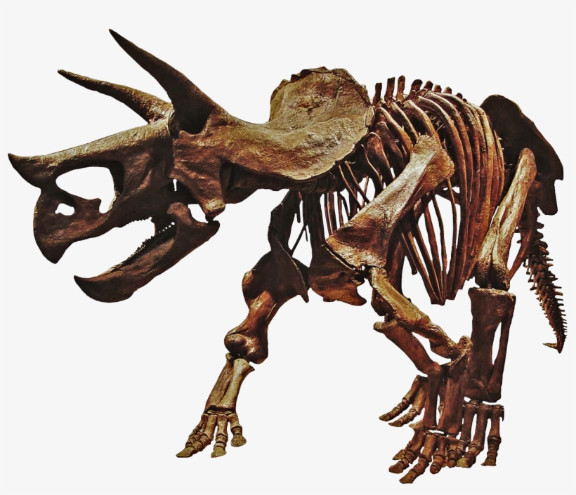 Triceratops Prorsus - Triceratops Dinosaur Skeleton Png, transparent png #2182928