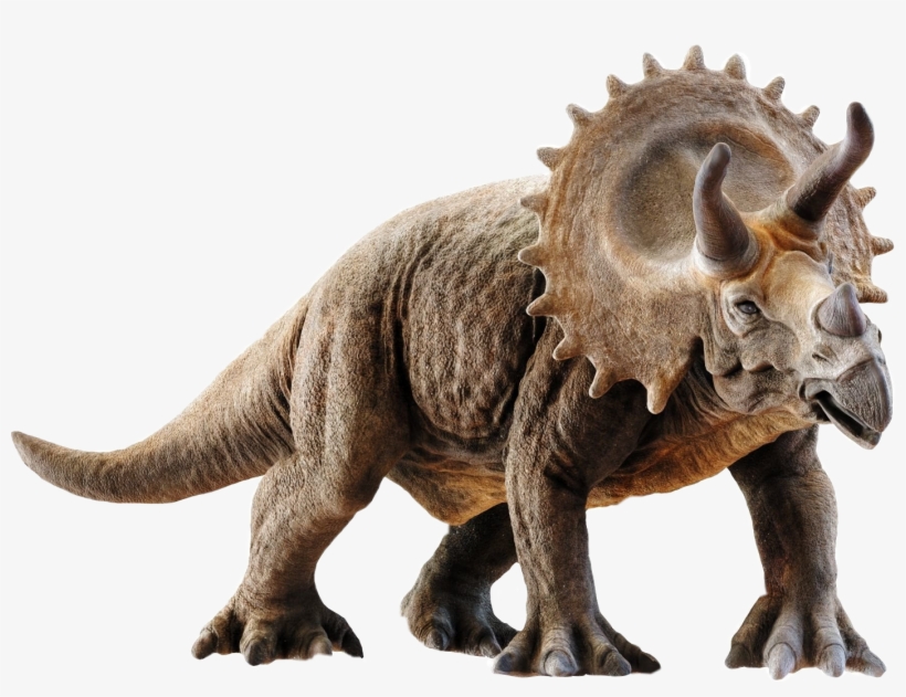 Triceratops - Triceratops 3d Model, transparent png #2182957