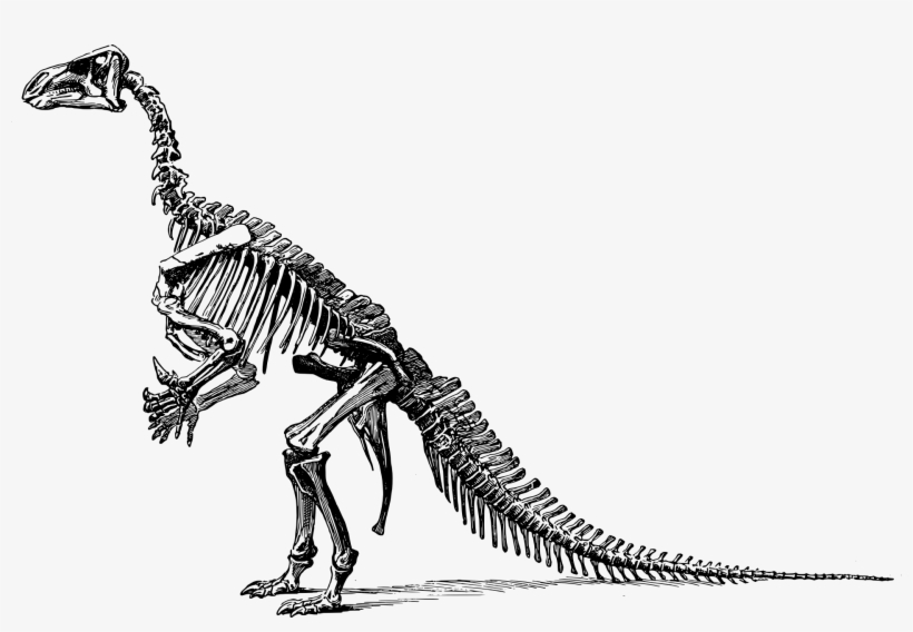 Tyrannosaurus Dinosaur Fossils Clip - Dinosaurs Skeleton Png, transparent png #2183461