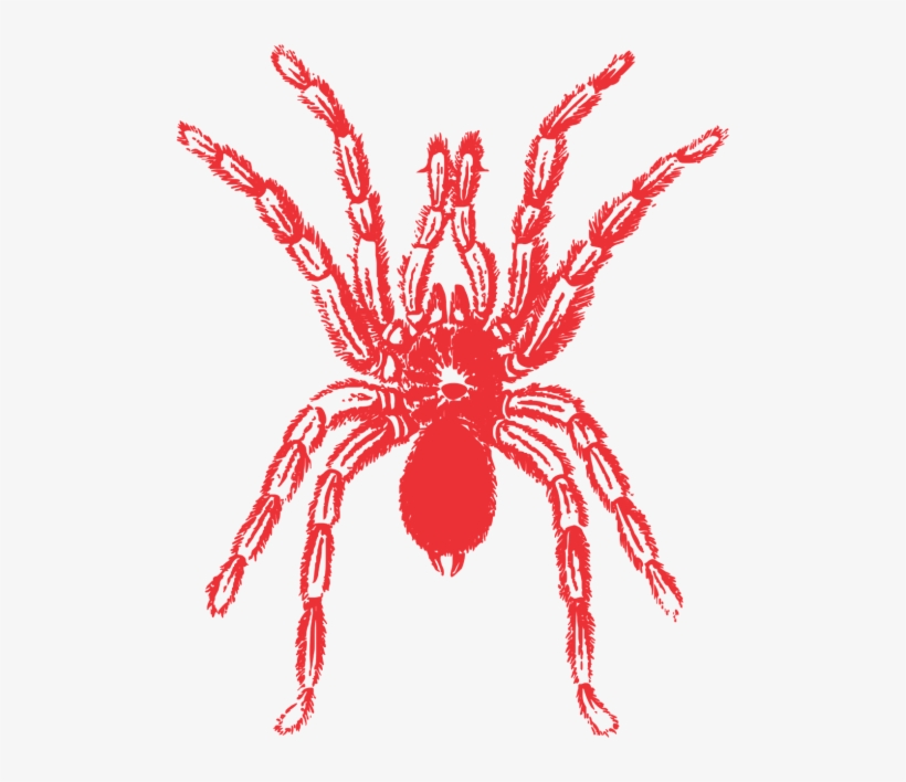 Vector Images,arthropod, - Black Widow Spider Shirt Halloween Shirt Tarantula, transparent png #2184475