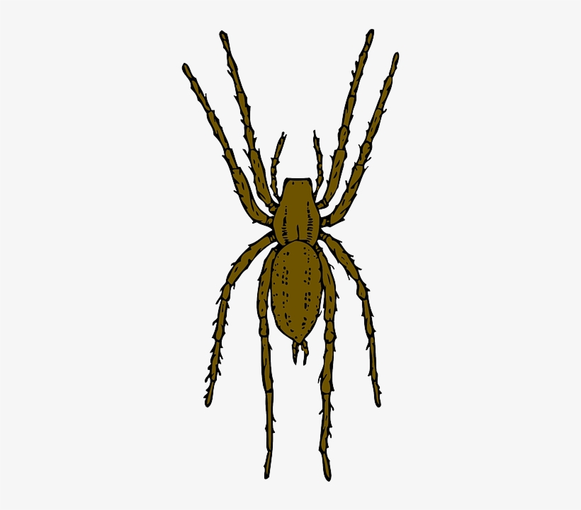 Brown, Cartoon, Spider, Bug, Insect, Spiders, Leap - Brown Spider Clipart, transparent png #2184569