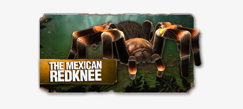 Meet The Mexican Redknee, The First Spider You'll Come - Real Scary Spiders, transparent png #2184597