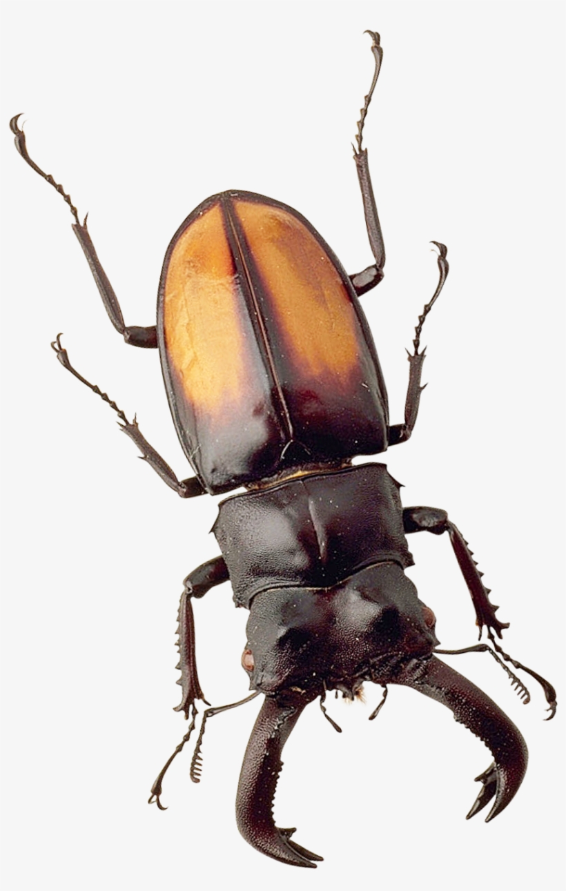 Beetle Png, transparent png #2186525