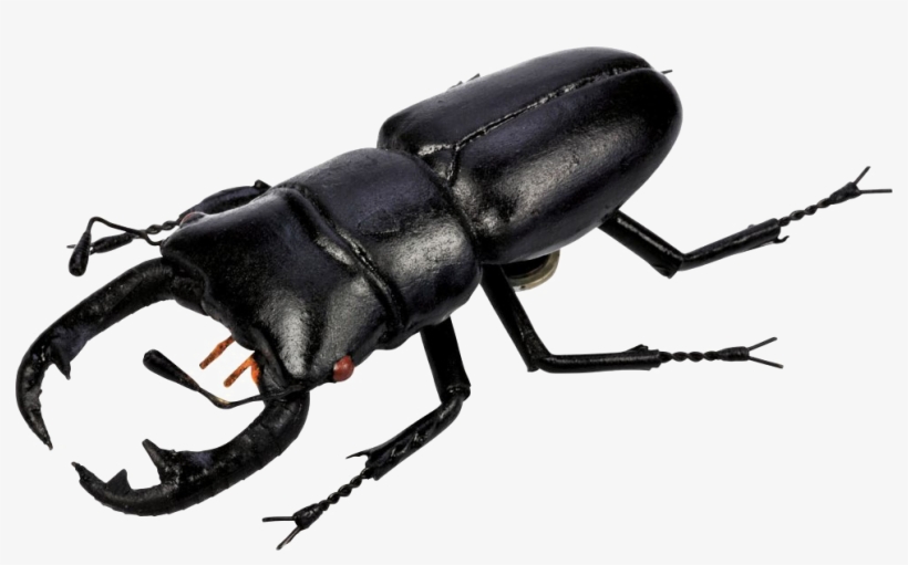 Beetle Png Picture - Stag Beetle Png, transparent png #2186802