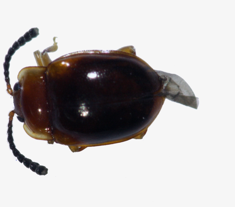 43 - Dung Beetle, transparent png #2187031