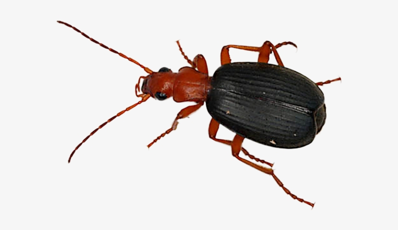 Beetle Png Transparent Images - Bombardier Beetle Png, transparent png #2187078