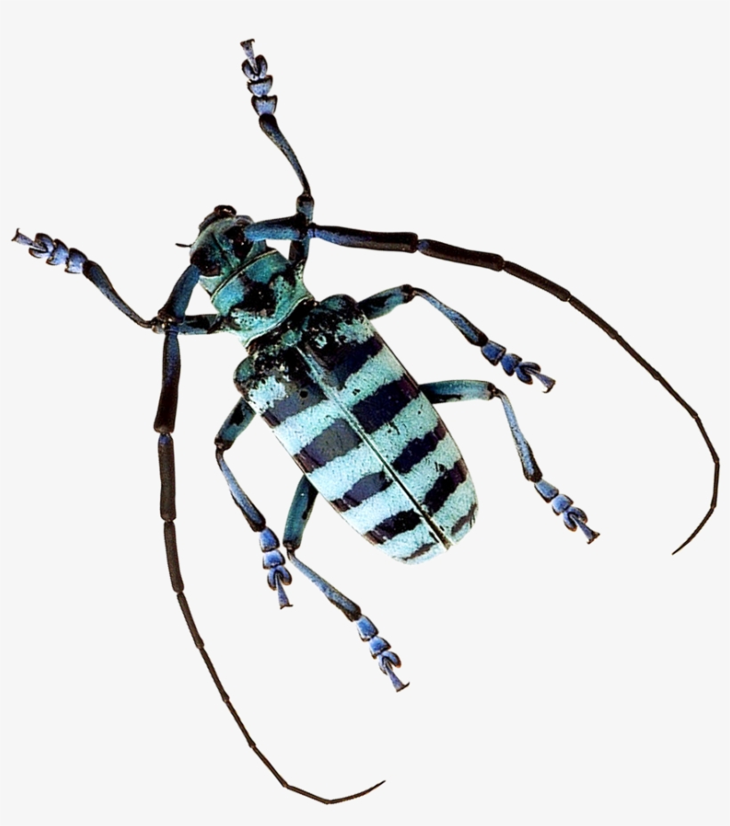 Longhorn Beetle, transparent png #2187166
