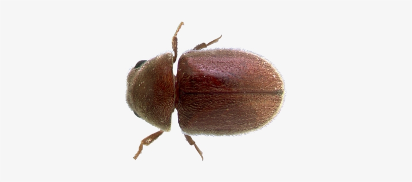 Beetles - Dung Beetle, transparent png #2187231
