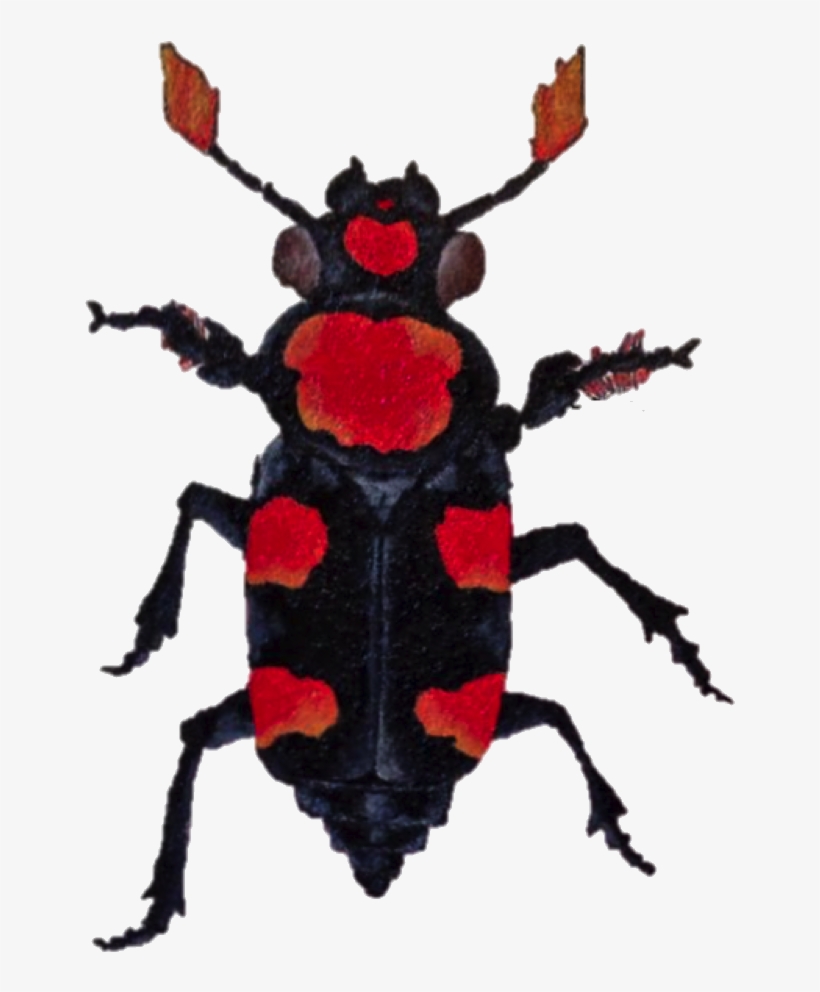 Carrion Beetle Transparent Background, transparent png #2187235