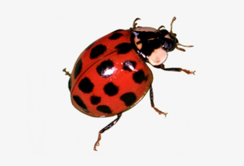 Ladybug Png Transparent, transparent png #2187250