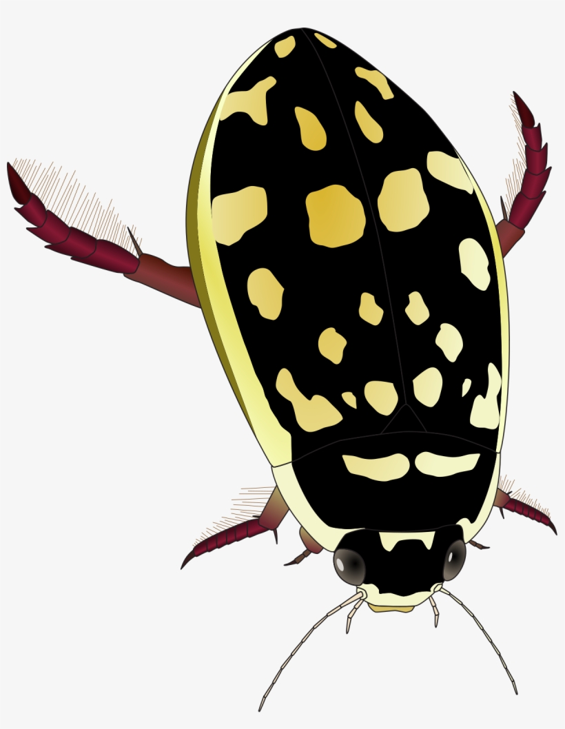 Thermonectus Marmoratus, transparent png #2187337