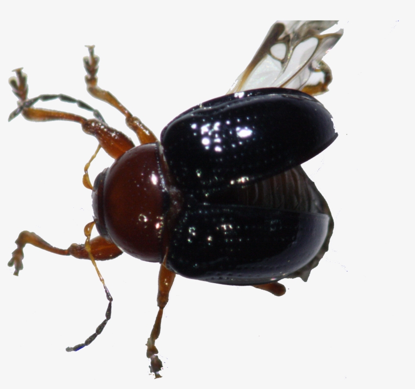 51b - Portable Network Graphics, transparent png #2187396