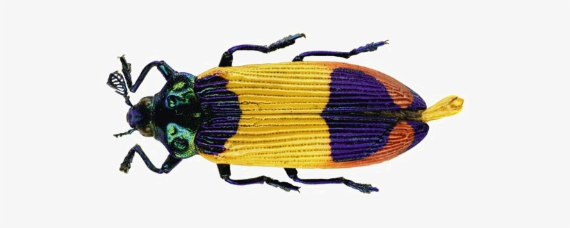 Beetle Png Transparent Image - Papua New Guinea Beetles, transparent png #2187419