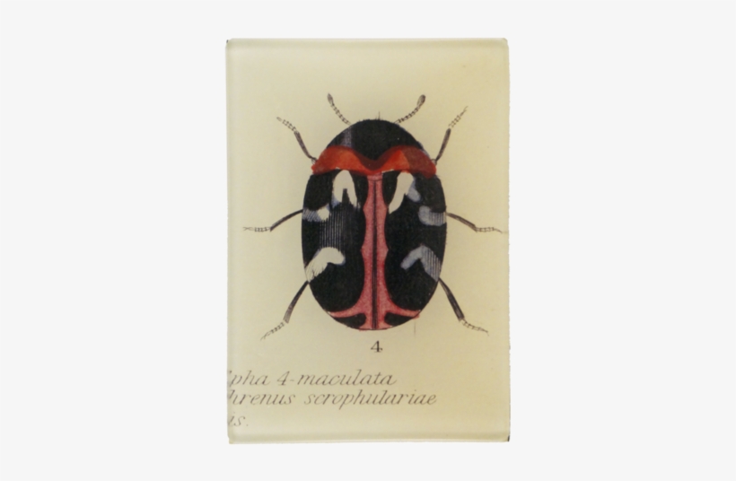 Carpet Beetle Carpet Beetle - Leaf Beetle, transparent png #2187456