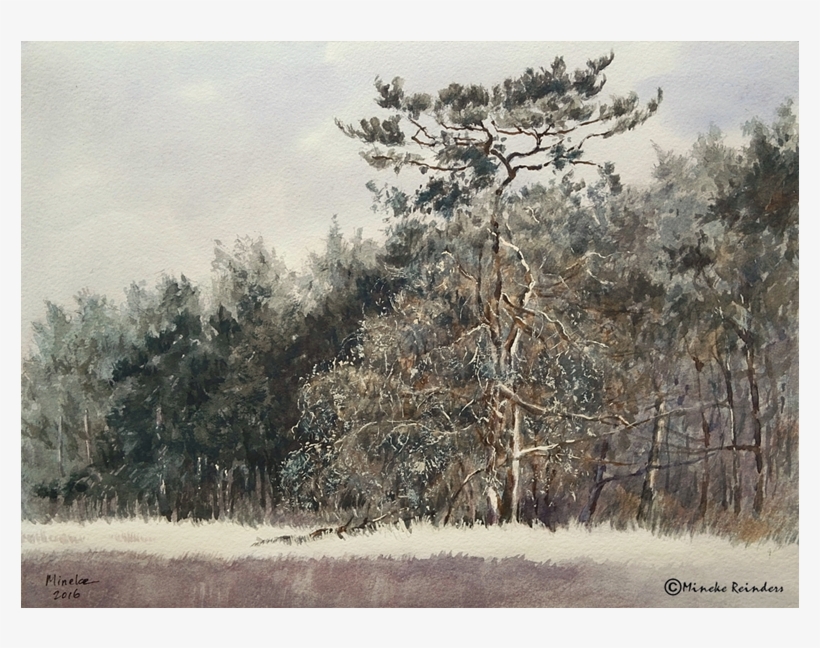 Grove Den Watercolor & Gouache, - Shortleaf Black Spruce, transparent png #2187593