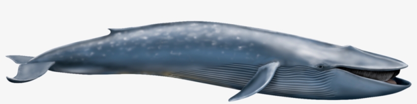 Blue Whale Png Transparent - Blue Whale Png, transparent png #2187681