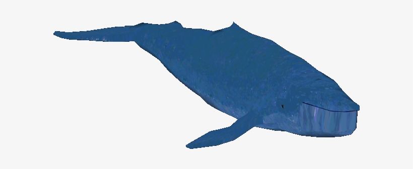 Blue Whale - Blue Whale Pic Download, transparent png #2187722