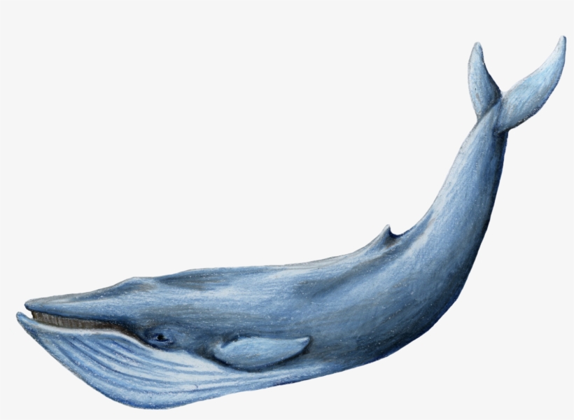 M - A - Kamees - Blue Whale Images Hd, transparent png #2187894