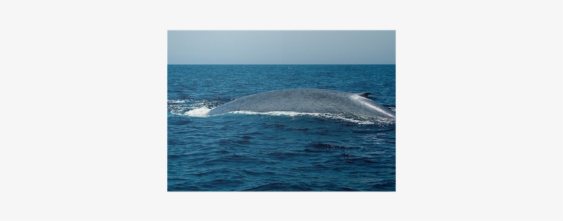 Blue Whale, transparent png #2188282