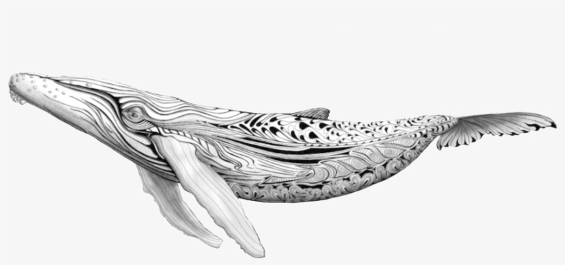 Blue Whale Png, transparent png #2188432