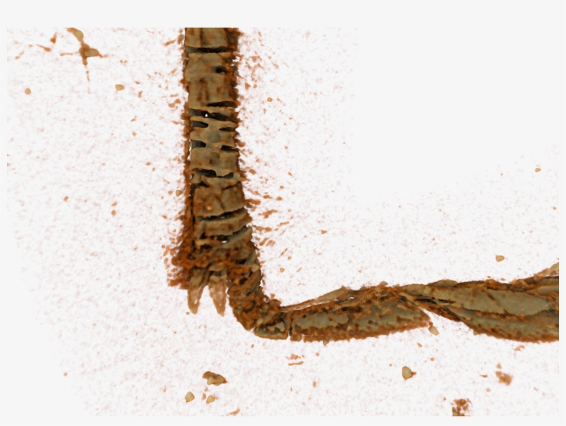 Spurs-03 - Malacosoma Disstria, transparent png #2189357