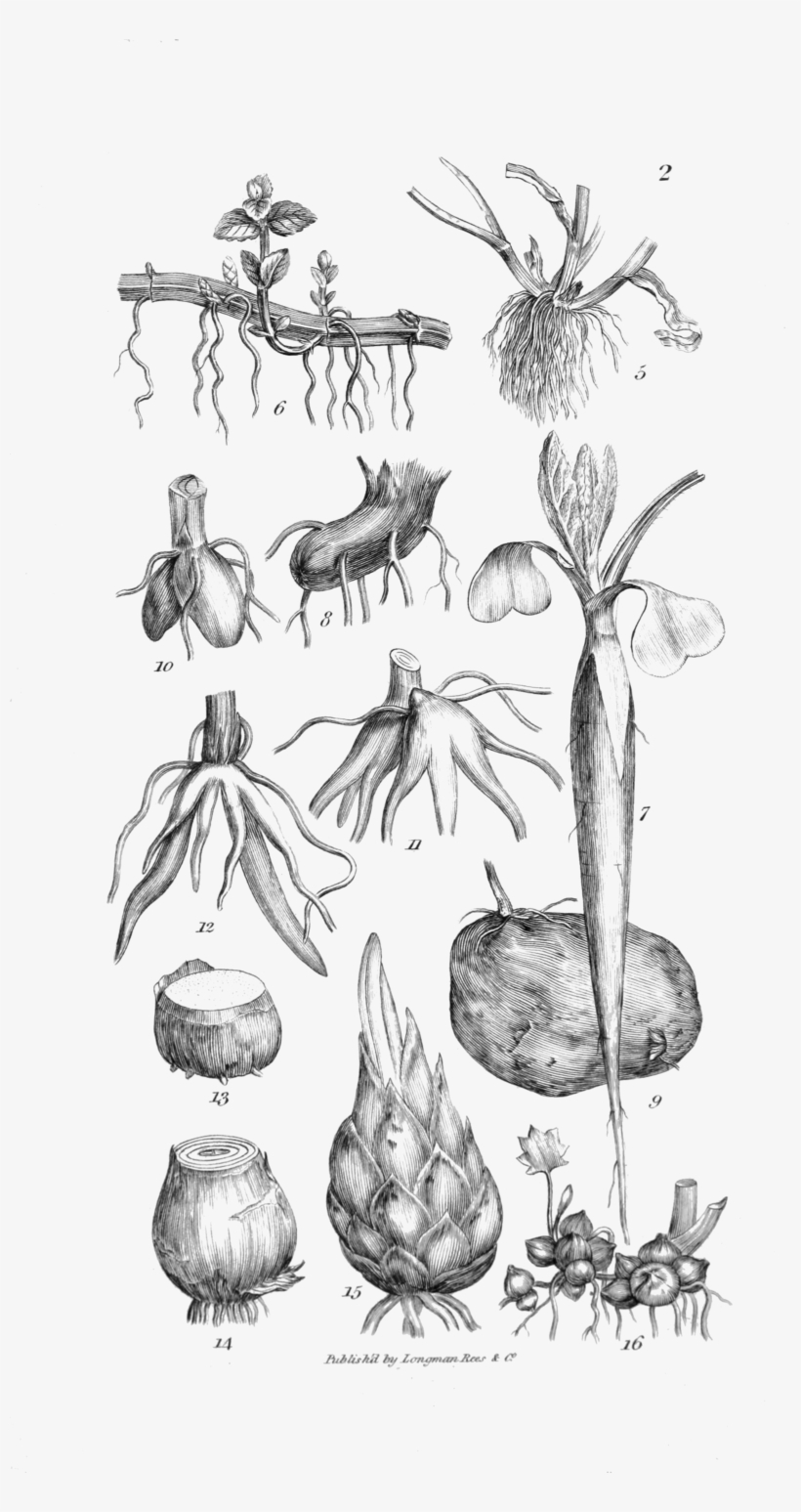 An Introduction To Physiological And Systematical Botany - Portable Network Graphics, transparent png #2189938