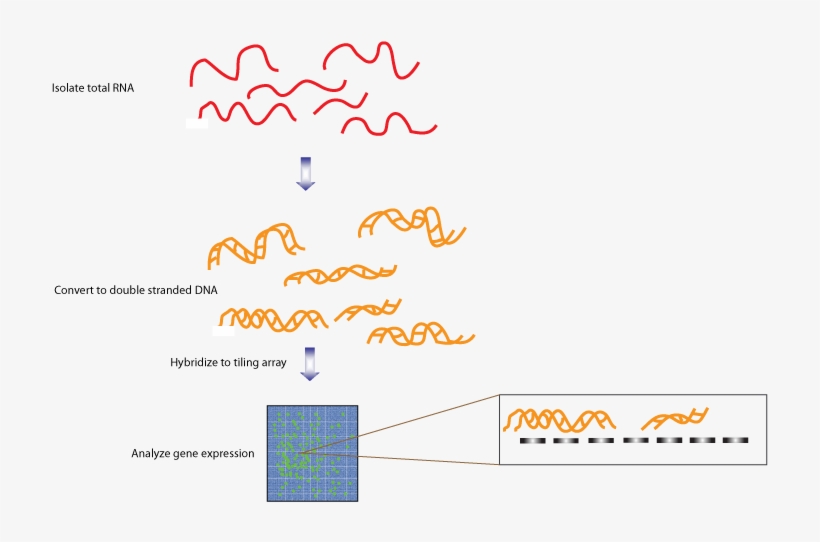 Transcriptome Fig 3 - Tiling Array, transparent png #2190078
