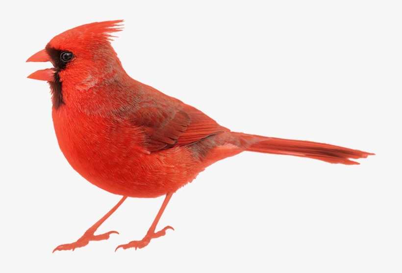 Image Of Cardinal - Birds: A Question And Answer Book, transparent png #2192036