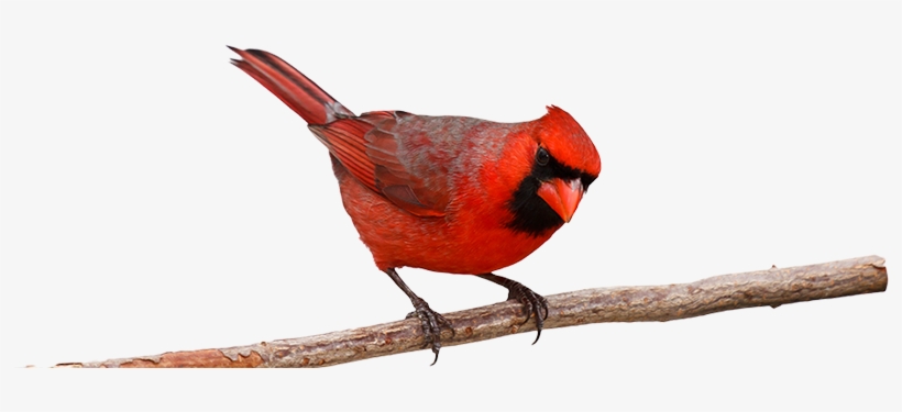Cardinal2 - Bird On Branch Png, transparent png #2192060