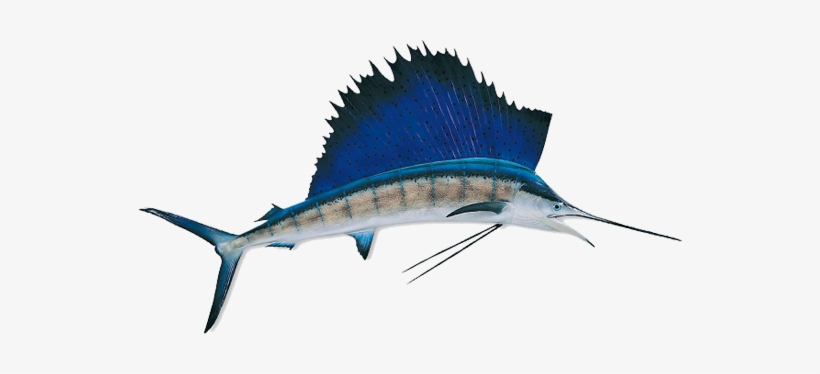 Kingfish - Indo Pacific Sailfish Png, transparent png #2193624