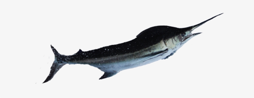 Swordfish - Atlantic Blue Marlin, transparent png #2193698