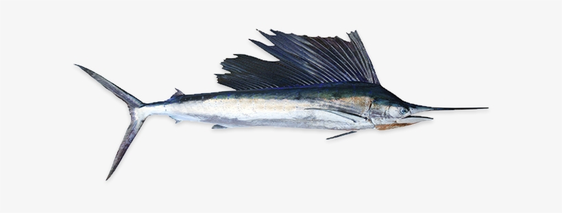 Swordfish - Salt Water Fish Species, transparent png #2193701