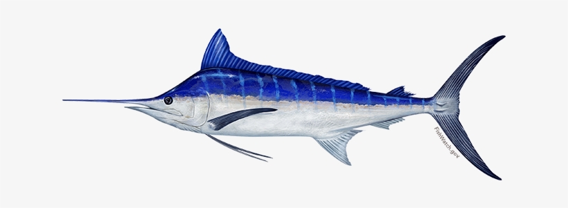 Pacific Blue Marlin - Front Of Blue Marlin, transparent png #2194340