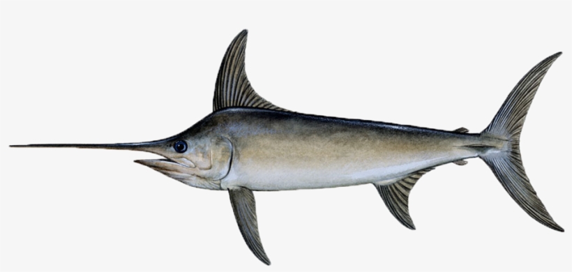 Swordfish - Xiphias Gladius, transparent png #2194389